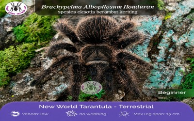 Albopilosum Honduran Sling 1 cm +- Tarantula